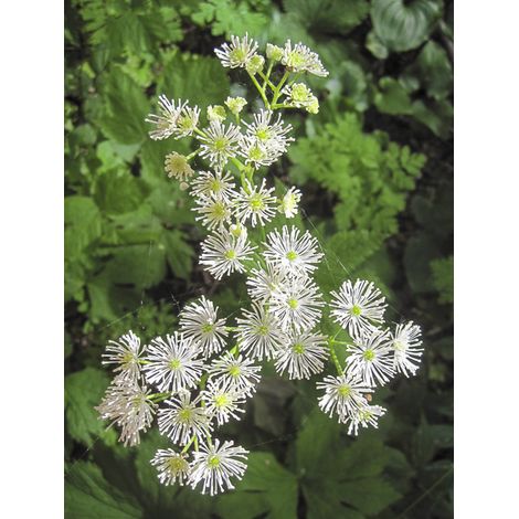 Trautvetteria caroliniensis Godet de 8/9 cm