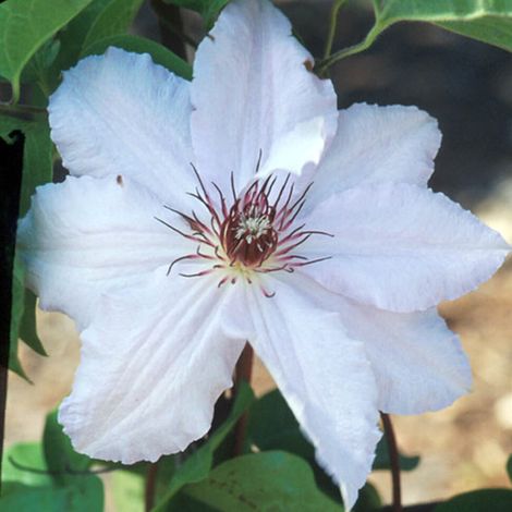 Clématite - Clematis 'Snow Queen' - 50-60 cm pot