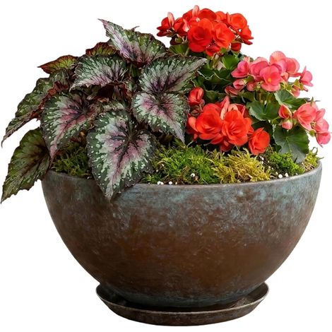 Classic Home & Garden Pot de Fleurs, résine synthétique, cuivre Vieilli, 25,4 cm Rosie (1/5)
