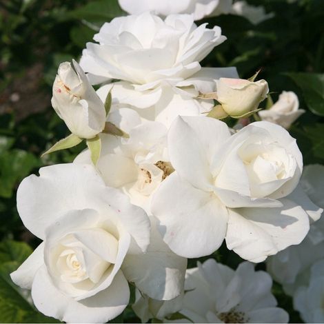 2 x Rosa - Rosier grimpante - Rosa 'Climbing Schneewittchen'