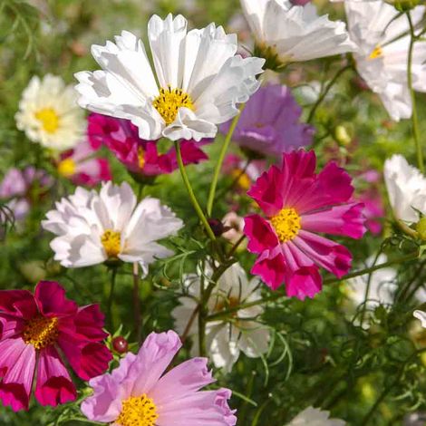 Cosmos Aldebaran Vilmorin (1/2)