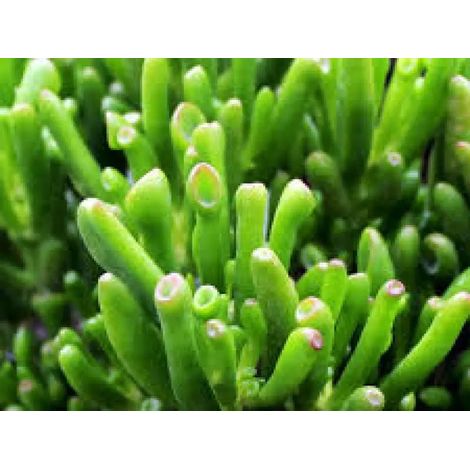 Gardenaria Crassula ovata 'Hobbit' - Pianta da interno ornamentale - Altezza: 20 cm (vaso 15) (1/2)