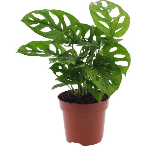 Plante d'Intérieur Monstera Monkey Leaf Plante à Trous Tropicale Verte Pot Ø 12 cm Hauteur 30 cm - PANGIVO