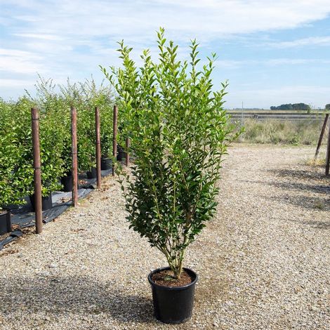 Ligustro a foglie ovali "Ligustrum Ovalifolium" pianta da siepe in vaso ø24 cm h. 2 metri