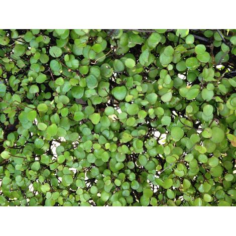 MUEHLENBECKIA IN VASO DA 17CM