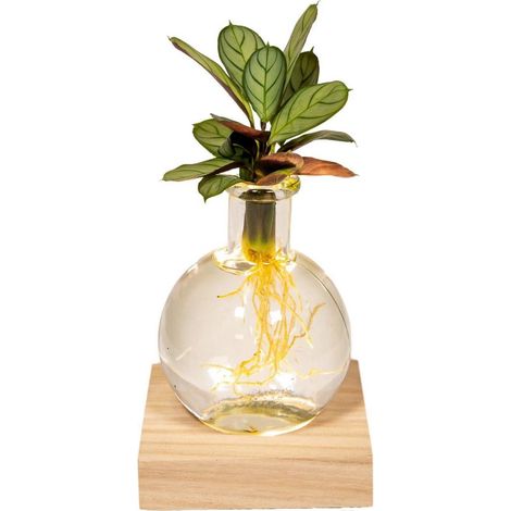 Calathea Plante d’Intérieur Pot Verre avec Éclairage LED 12 cm Hauteur 10 cm - PANGIVO (1/5)
