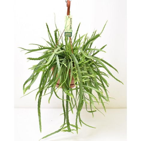 Lepismium Bolivianum Plante Retombante d’Intérieur Feuillage Vert Pot 17 cm Hauteur 55 cm - PANGIVO