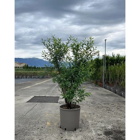 Gardenaria Spirea - Spiraea × vanhouttei - Arbusto ornamentale da giardino - Altezza: 50/70 cm (vaso19) (1/5)