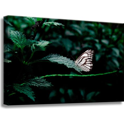 Leinwanddruck Natur Schmetterling auf einem Blatt 60x40 cm