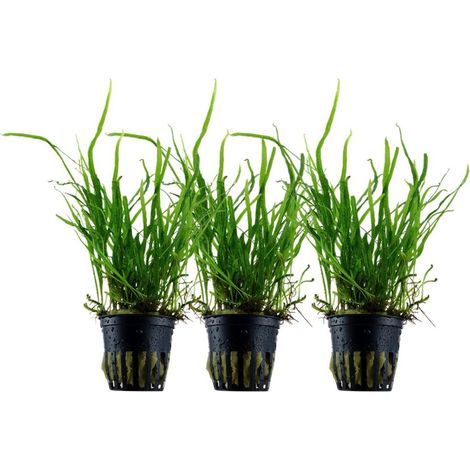 Aquarium Pflanze 3 Stück Microsorum pteropus 'Trident' Wasserpflanze Topf Nr.308G Set