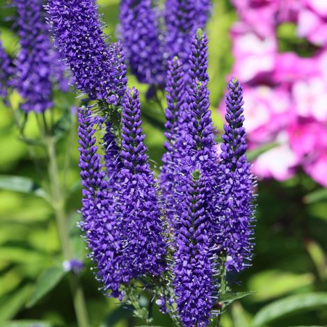 Bloomique - Lot de 3 - Véronique Spicata - Plantes de jardin - Résistantes à l'hiver - Hauteur 10-20 cm - Pot 9x9 cm (1/5)