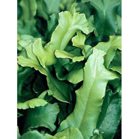 Scolopendre langue de bœuf 'Cristata' Godet de 8/9 cm (1/3)