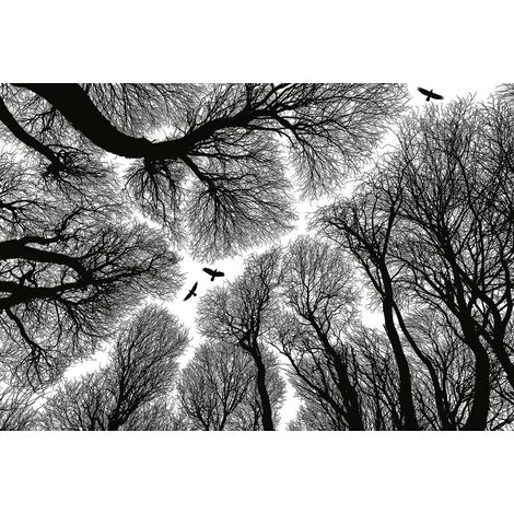 Papier peint panoramique forêt idéal plafond | Tapisserie panoramique arbre noire & blanche | Papier peint panoramique salon & chambre - 384 X 260 cm (8 pièces) (1/2)