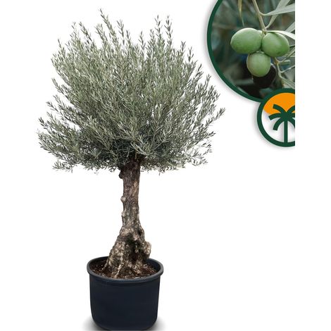 Olivier D'hiver Bonsai 250 centimètres avec pot - Olea Europaea - (1/4)