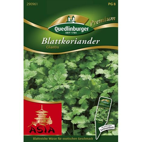Quedlinburger Saatgut – Coriandre à feuilles « Cilantro » – Graines d'herbes aromatiques, floraison tardive, hauteur 40-60 cm (1/2)