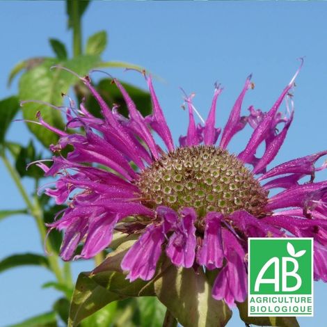 Monarde Scorpion BIO/Godet