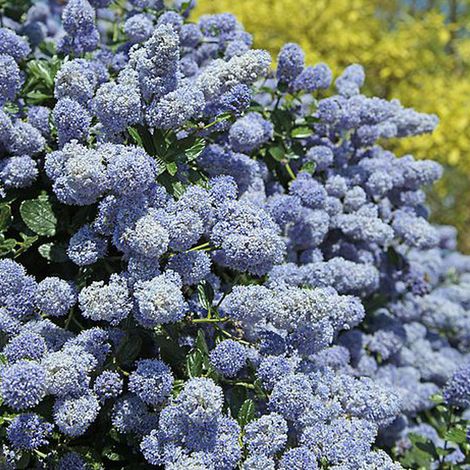 Céanothe  - Ceanothus 'Gloire De Versailles'  - 40-50 cm pot