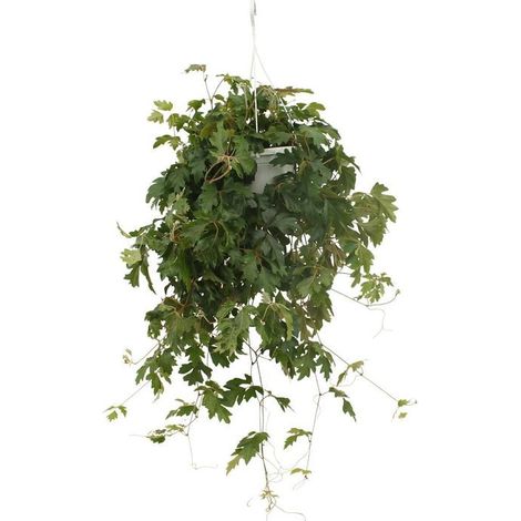 Cissus Ellen Danic Plante d’Intérieur Retombante ou Grimpante Pot 17 cm Hauteur 70 cm - PANGIVO (1/4)