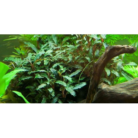 Aquarium Pflanze Bucephalandra sp. 'Red' Nr.339A