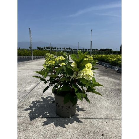 Gardenaria Ortensia - Hydrangea Paniculata 'Little Fresco' - Pianta acidofila ornamentale da esterno - Altezza: 40/50 cm (vaso19)