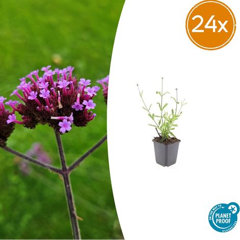Verveine de Buenos Aires Lollipop - Lot de 24 Plantes Mellifères Violettes - Pot Ø9cm 10-25cm - PANGIVO (1/5)