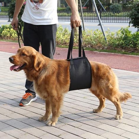 Imbracatura per animali domestici - Dispositivo di sollevamento per cani anziani - Ausilio per salire e scendere dalle scale e per entrare/uscire dall'auto (L) (1/5)