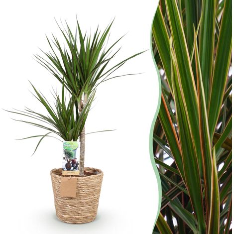 Dracaena Marginata Arbre à Dragon Plante d'Intérieur avec Panier Vert Pot 21 cm Hauteur 90-100 cm - PANGIVO (1/5)