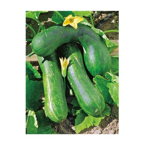 Graines de courgette longue de nice – Période de semis : avril à juin – Poids : 3 g – Pour potager familial – Fabre Graines