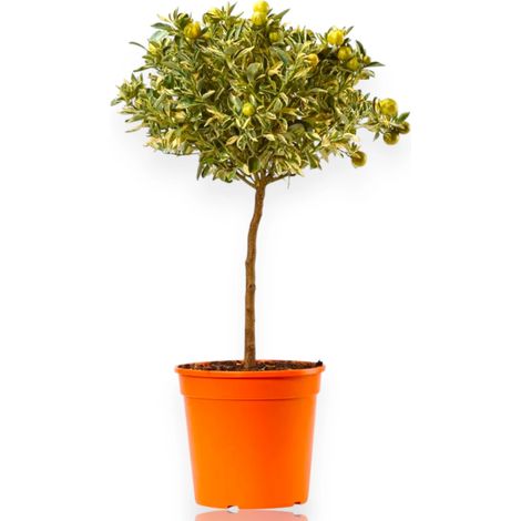 Gardenaria Calamondino Variegato - Citrus × microcarpa 'Variegata' - Pianta di agrume da frutto in vaso - Altezza: 70/80 cm (vaso 22) (1/5)