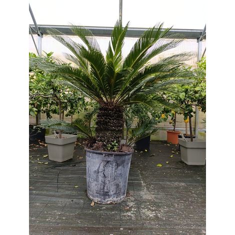 Cycas Cicas Revoluta Palma Nana in Mastello Ă¸55 h tronco 40 cm altezza totale 100 cmâ€“Pianta Ornamentale Sempreverde da Esterno e Interno Luminoso Tropicale Resistente â€“ Ideale per Giardino, Terra (1/2)