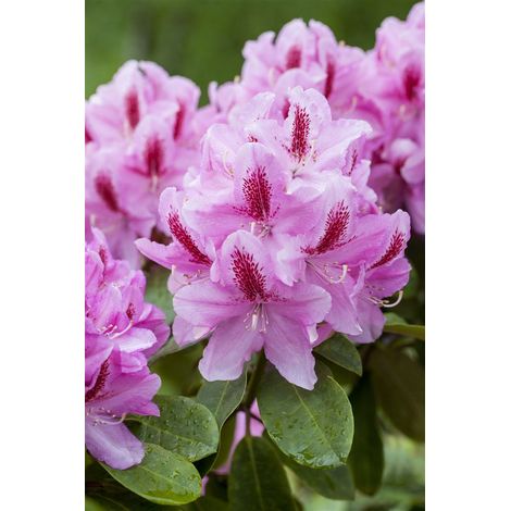 Rhododendron-Hybride 'Furnivall's Daughter' Rhododendron Hybr.'Furnivall's Daughter' C12 60- 70 (1/5)