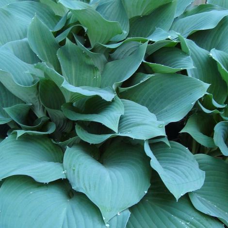 Hosta Big Mama/Godet