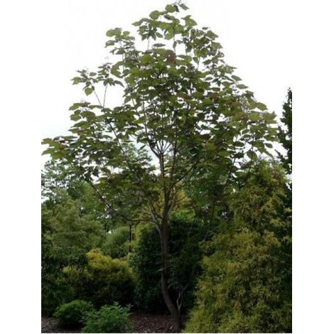 Catalpa erubescens 'Purpurea' Pot de 3L/4L (1/3)