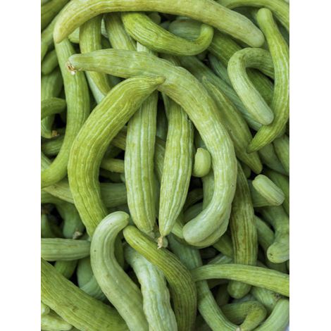 Concombre arménien, Concombre serpent le sachet de 20 graines