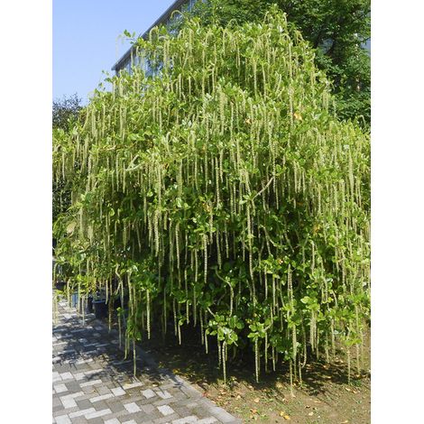 Itea à feuilles de houx Pot de 2L/3L (1/2)