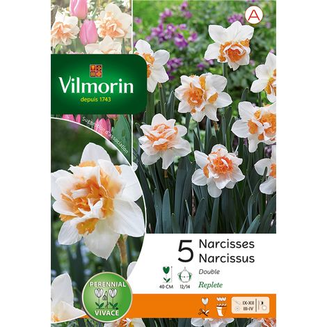 Vilmorin Narcisse Double Replete (x5) (1/3)