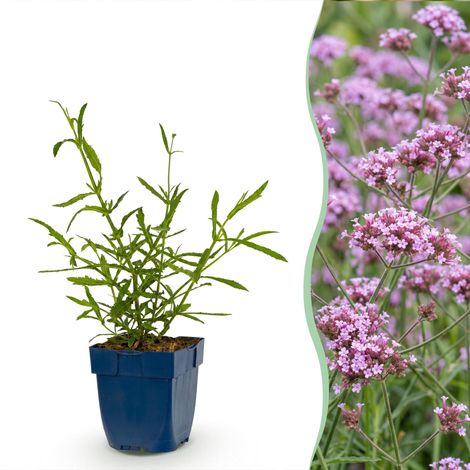 Verveine de Buenos Aires 'Lollipop' Vivace Mellifère Violette - Lot de 24 - Pot 11 cm - PANGIVO (1/5)