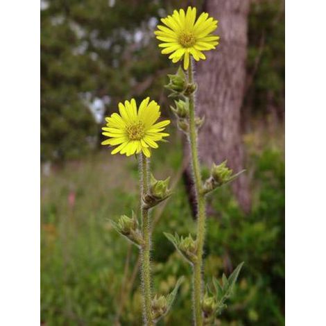 Plante boussole Godet de 8/9 cm (1/2)