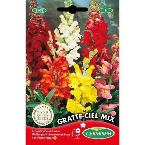 Graines Muflier géant GRATTE-CIEL MIX