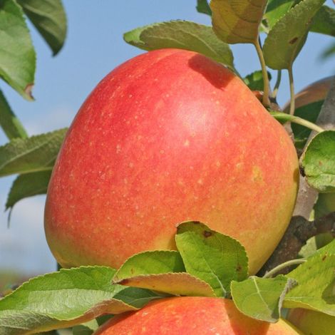 Pommier Cox's Orange Pippin/Pot de 10L - Gobelet 2 ans - 120/150 cm (1/5)