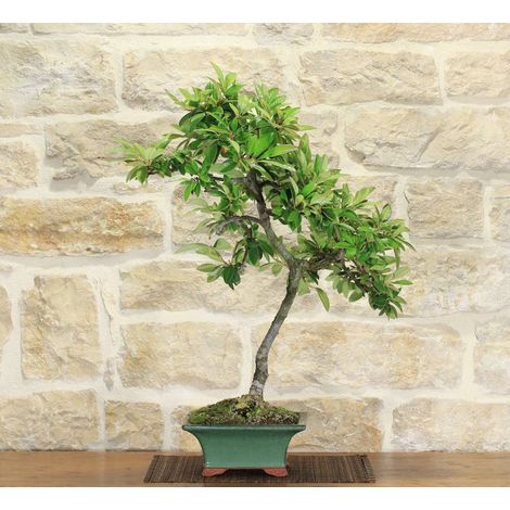 Bonsai di Cotoneaster Lacteus (1) (1/5)