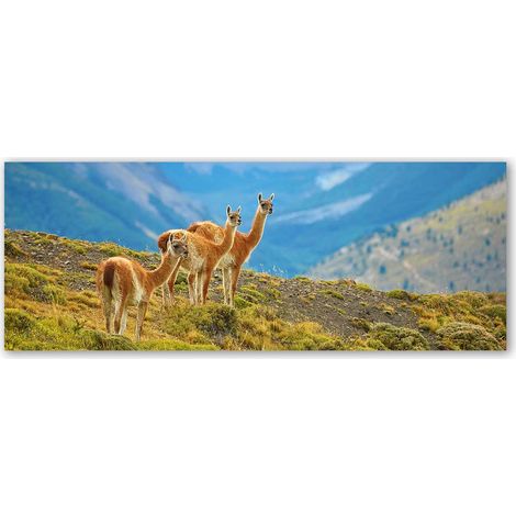 Tableau panoramique lamas andins paysage de montagne nature (1/5)