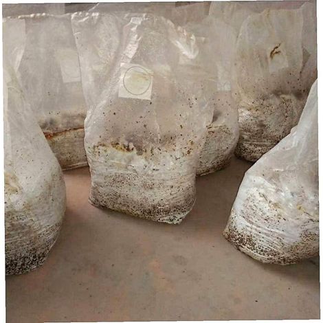 50 sacs de culture de champignons, refermables, pour mycélium (45 x 25 cm).