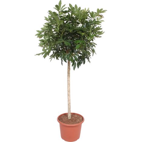 Schefflera Arboricola Compacta - Plante d'Intérieur Tropicale - Vert - Hauteur 190 cm ø45 cm - PANGIVO (1/4)