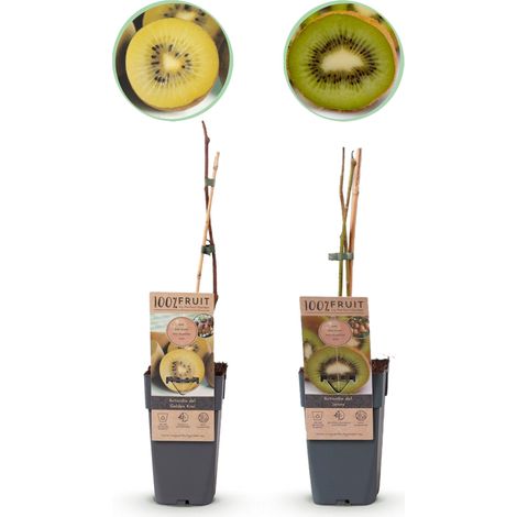 Lot de 2 Plantes à Fruits Kiwi Vert Jenny et Kiwi Doré Jaune Actinidia Pot 15 cm Hauteur 50 cm - PANGIVO (1/5)