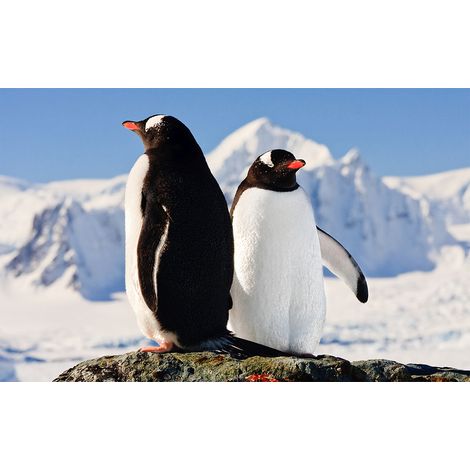 Affiche duo de pingouins - 60x40cm - made in France (1/5)