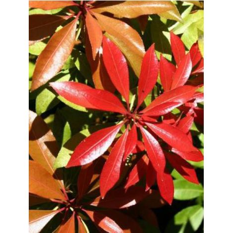 Andromède du Japon 'Mountain Fire' Pot de 2L/3L (1/2)