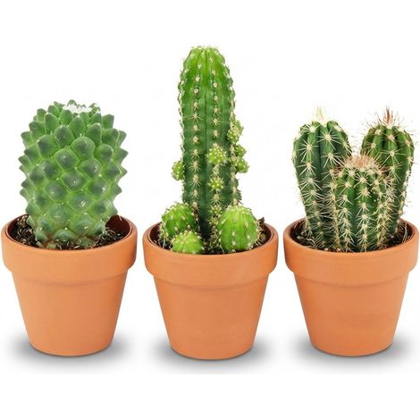 Lot de 3 Mini Cactus Plantes d'Intérieur en Pots de Terre Cuite Ø 8,1 cm Hauteur 5-10 cm - PANGIVO (1/4)