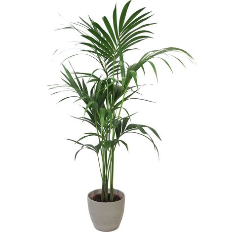 Howea Forsteriana Kentia con Vaso in Ceramica Taupe Stone - H 100-120 cm Vaso da Coltura Ø 20 cm (1/4)