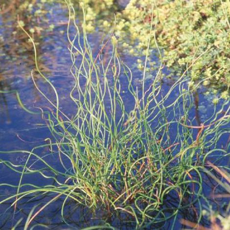 4 x Jonc spiralé  - Juncus effusus 'Spiralis'  - godet 9x9 cm